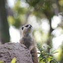 2248-meerkat watchman