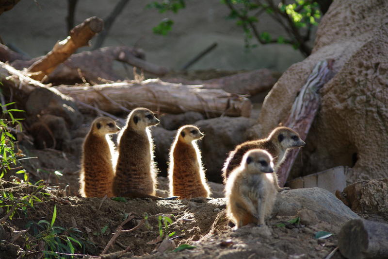 a mob or clan of meercats, meercats are a member of the mongoose family