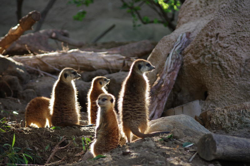 a mob of meerkats ever on the lookout for danger