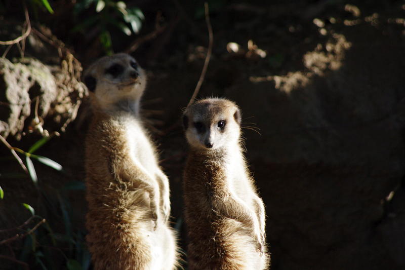 a pair of ever vigiliant meerkats