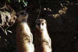 2251-two meerkats