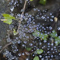 2797-spider web dew
