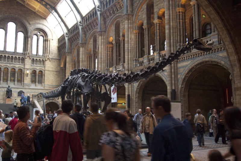 the famous interior and dionsaurs in the natural history museum, london england