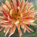 2267-variagated dahalia flower