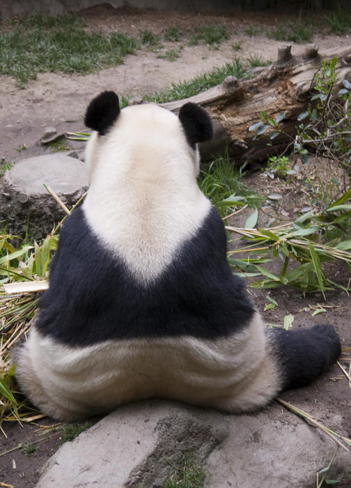 the back of a shy panda sat in a zoo encosure