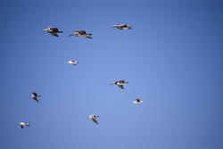 2518-pelicans in flight