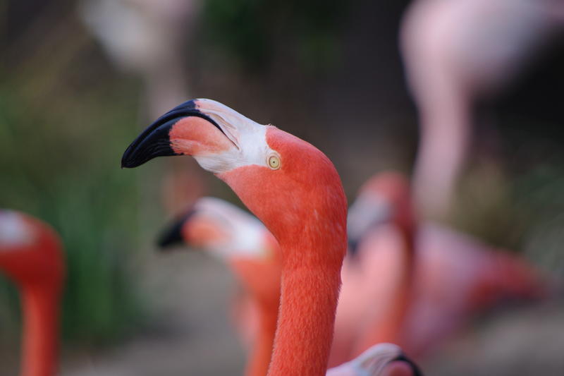 close up on the head of a flamingo
