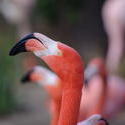 2201-flamingo head