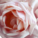 2795-pink rose