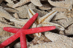 2409-red-starfish.jpg