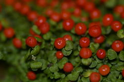 2857-red berries
