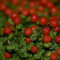 2857-red berries