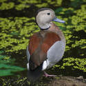 2203-Ringed Teal