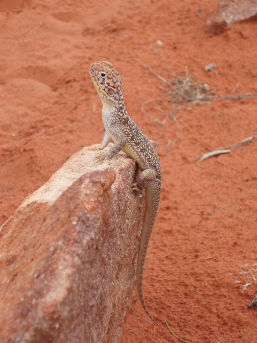 a small lizard perched on a rock with red soil in the background