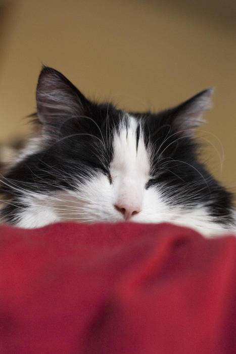 a cute black and white cat fast asleep