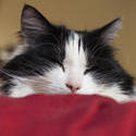 2856-tired sleepy cat