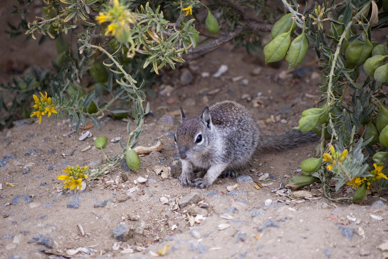 a ground squirrel, one of many rodents in the squirrel family