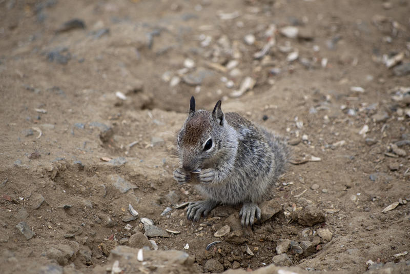 a ground squirrel feeding on a nut