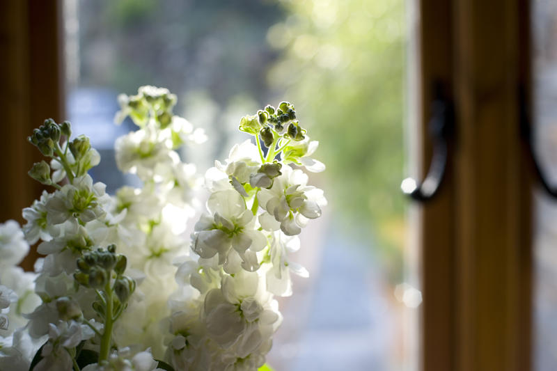 a vase of summer stocks on a windowsill