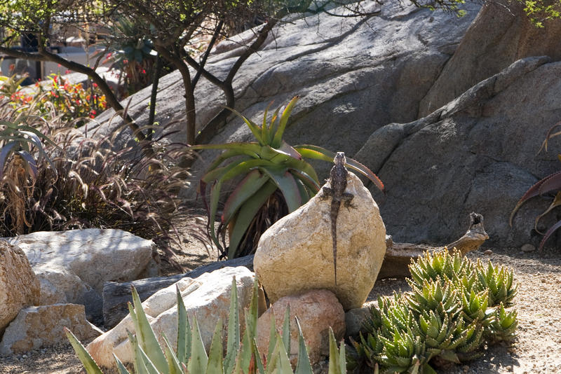 a large lizard sat on a rock absorbing heat from the sun