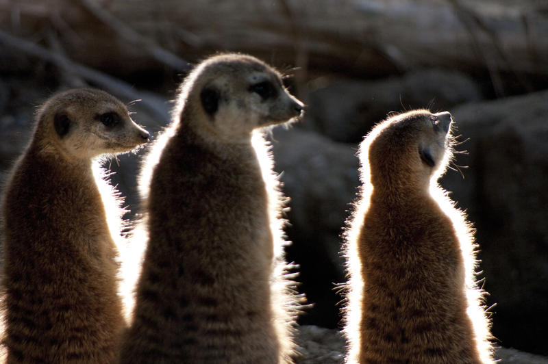 a group of meerkats backlit lighting effect