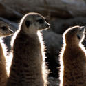 2262-three meerkats