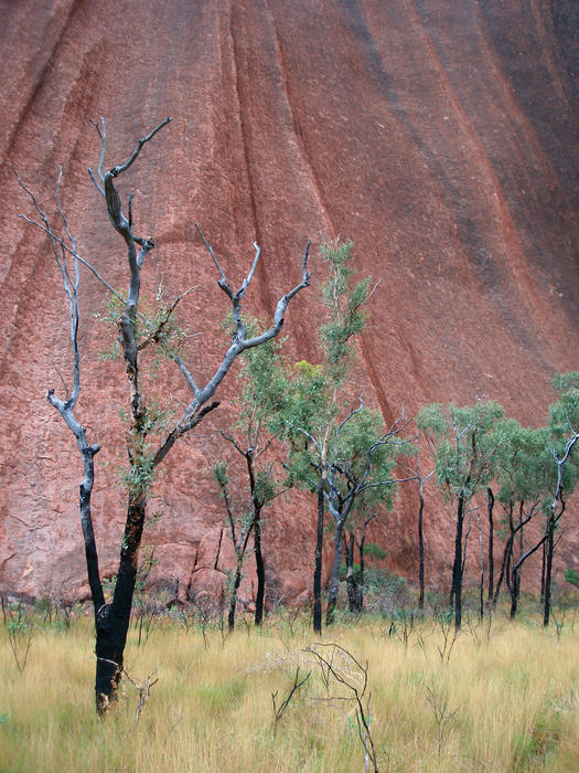 steep rock cliffs at the base of uluru with fire damaged trees in the foreground
