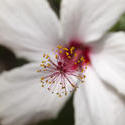 2269-white azalea flower