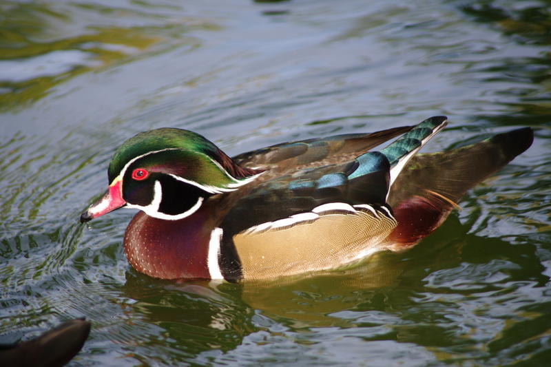 the male wood duck with his colourful feathers