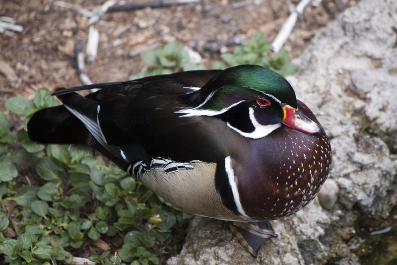 a male wood duck on land