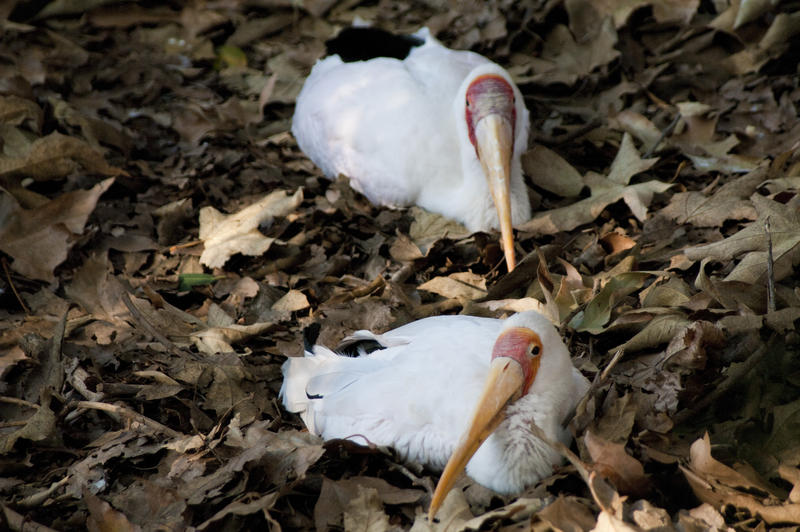 two young yellow billed storks sat on a bed of leaves