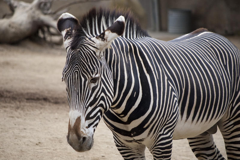 distinctive black and white stripes of a Plains zebra (Equus quagga)