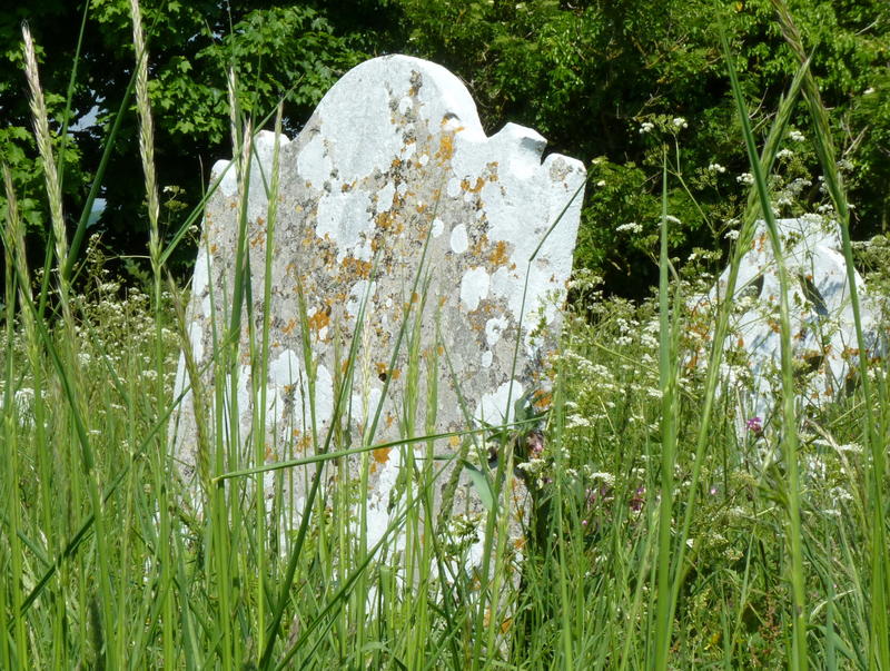 <p>Old Headstones amongst the flora and fauna in Coombe Keynes churchyard.</p>