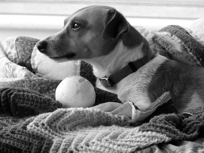 <p>Jack Russell</p>Jack Russell waits for someone to play fetch with.