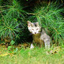 3750-Kitten Under Tree