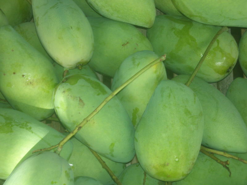 <p>&nbsp;Newly harvested Philippine mangoes.</p>