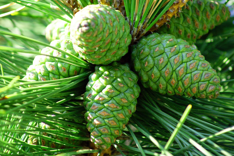 <p>Pine Cones</p>A group of pine cones in a tree