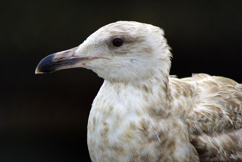 <p>Seagull Closeup I</p>Sony A-330 DSLR