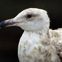 3664-Seagull Closeup 1