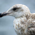 3665-Seagull Closeup II
