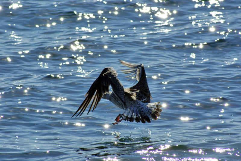 <p>Seagull Landing</p>Seagull Landing In The Ocean