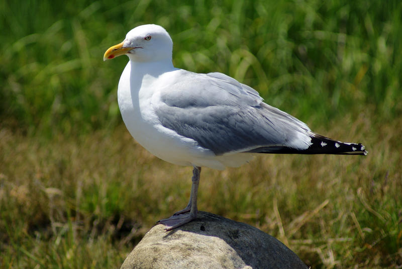 <p>Seagull On Rock I</p>Sony A-330 DSLR