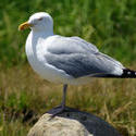 3737-Seagull On Rock