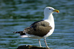 3738-Seagull On Rock II