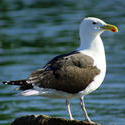 3738-Seagull On Rock II