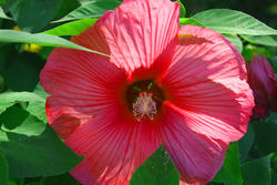 3676   Large Red Flower