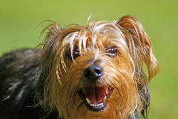 3742-Yorkshire Terrier