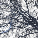 3000-winter trees branches