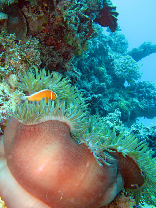 an anemonefish sheltering in a large sea anemone