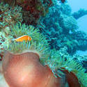 3336   anemonefish